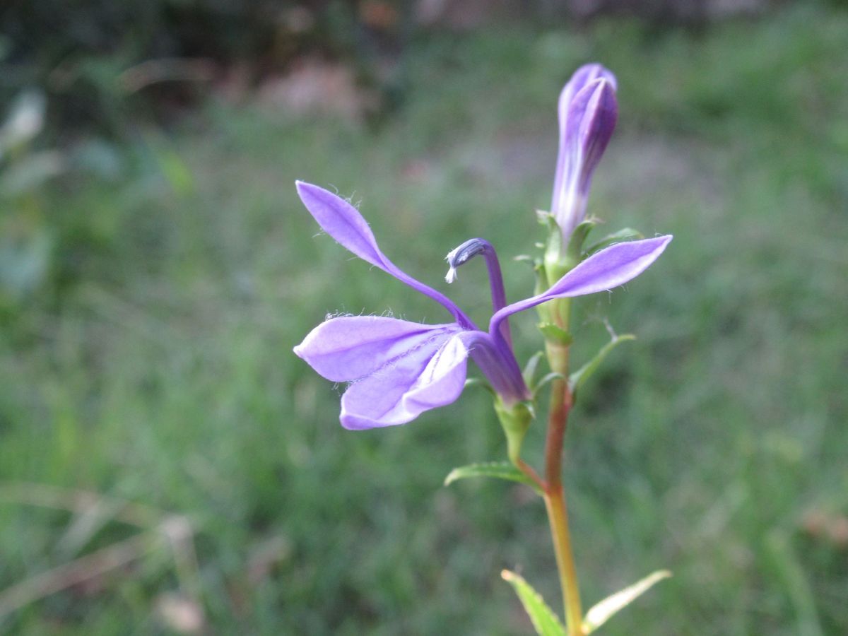 サワギキョウ開花