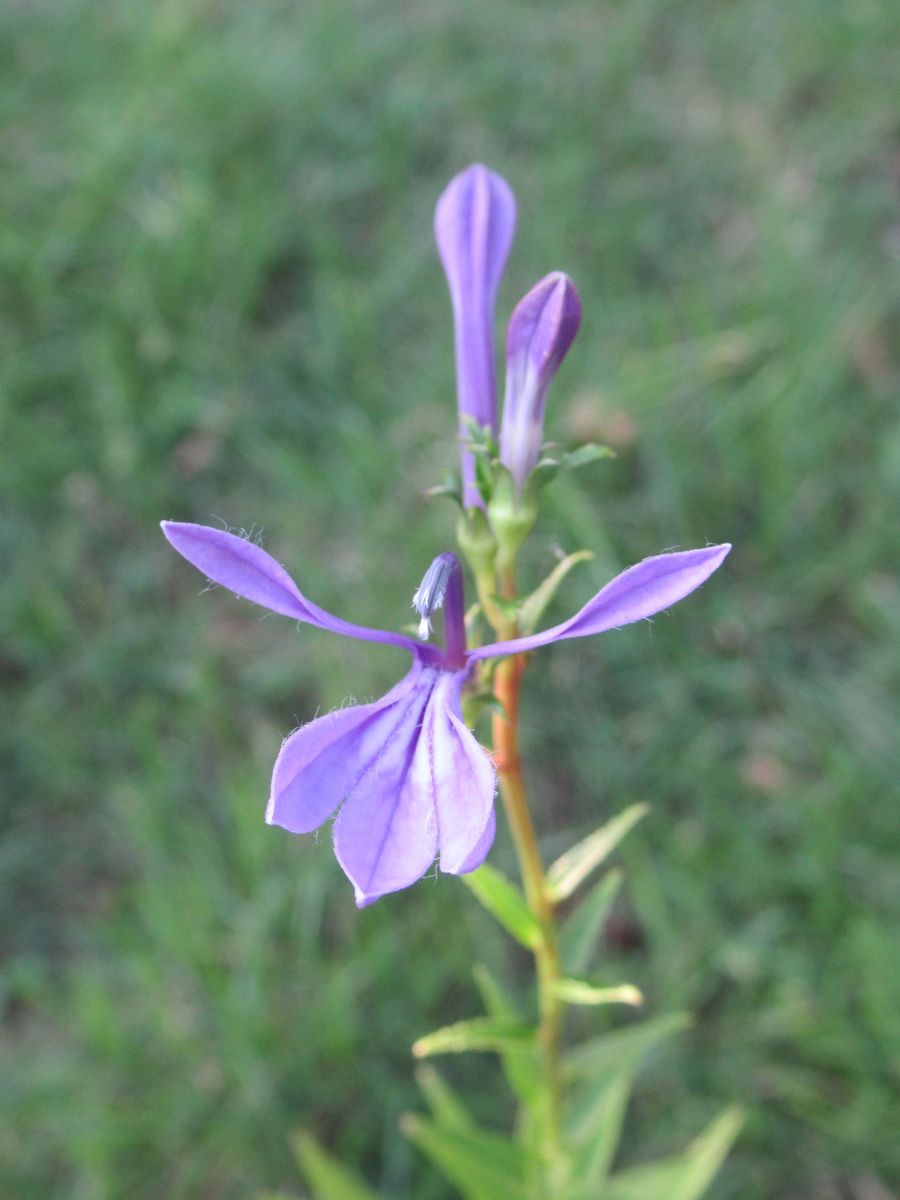 サワギキョウ開花