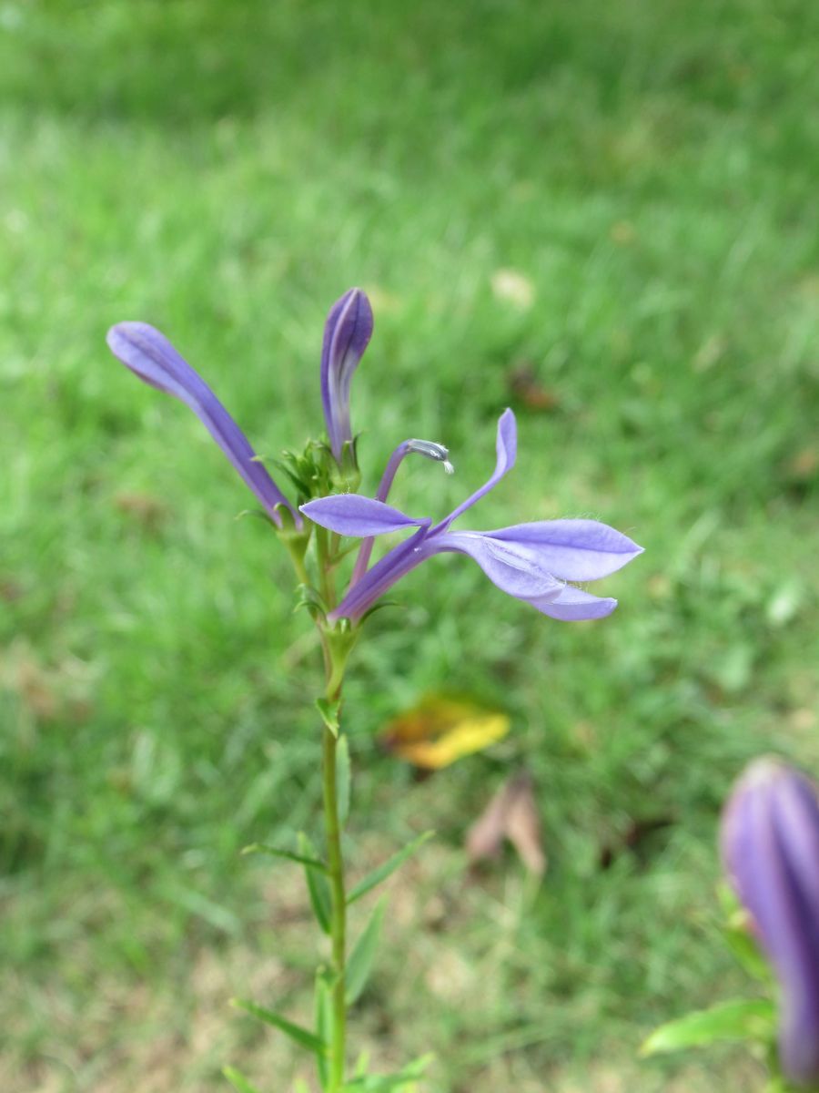 サワギキョウ開花