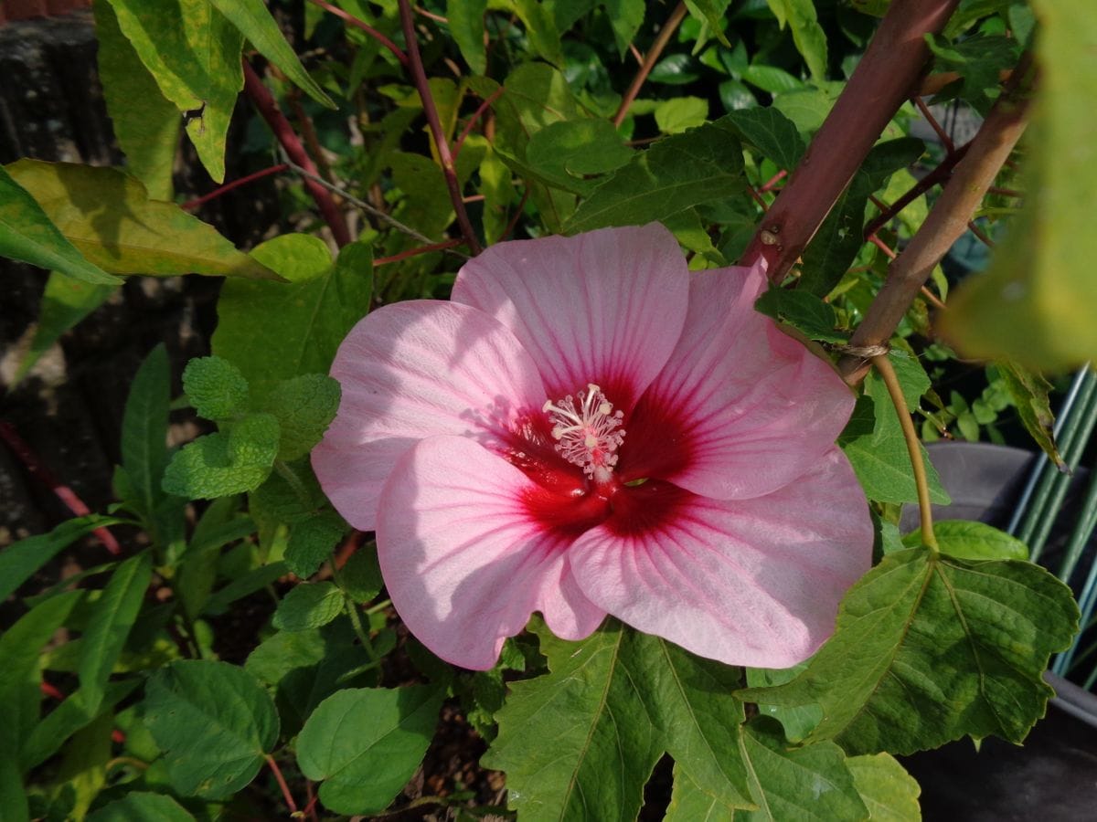 頑張るアオイ科のお花たち