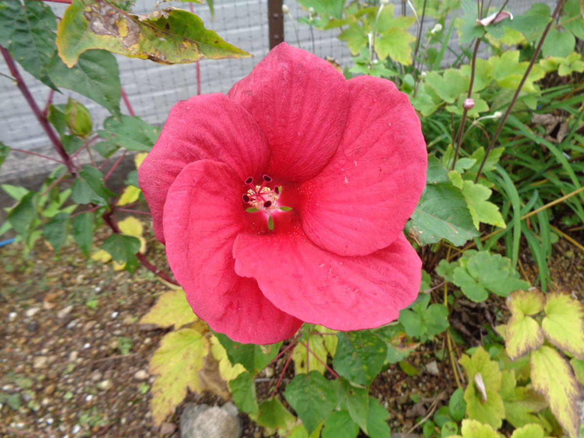 頑張るアオイ科のお花たち