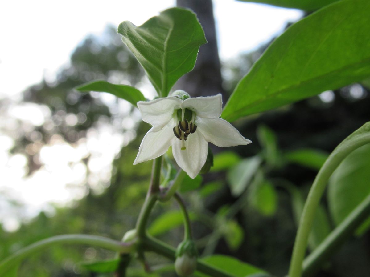 シシトウの花