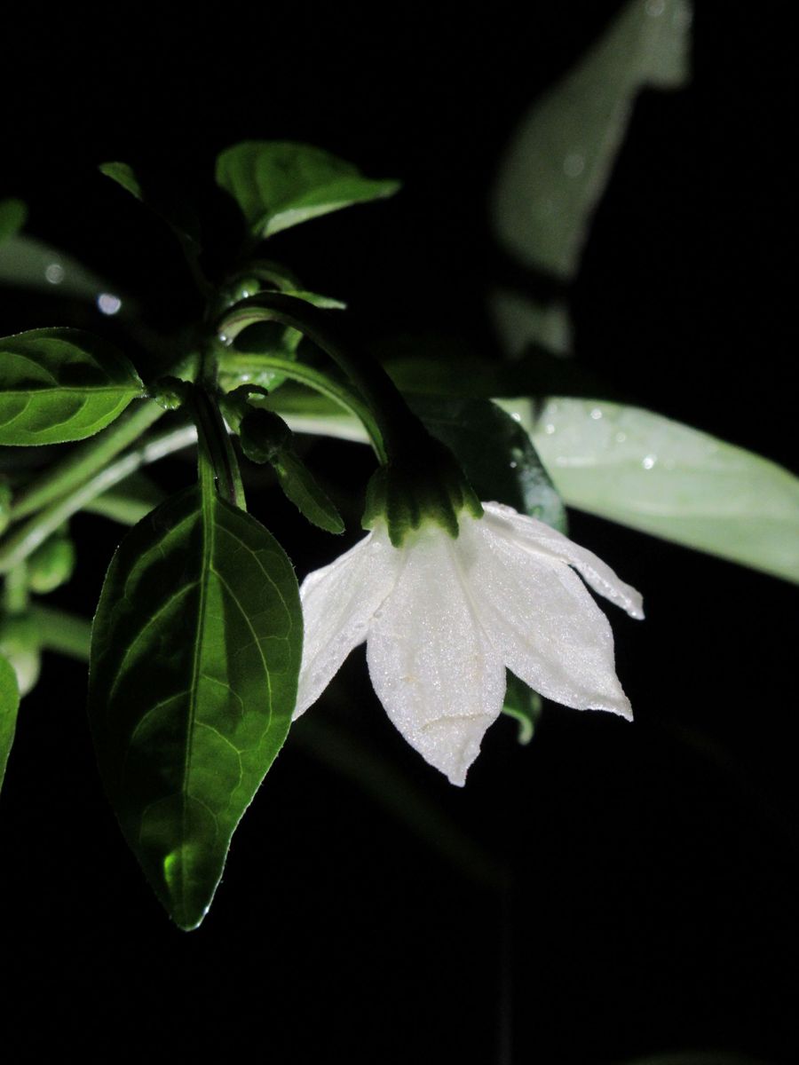 シシトウの花