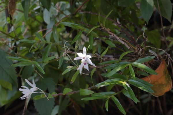 セッコクに花と高芽が