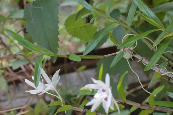 セッコクに花と高芽が