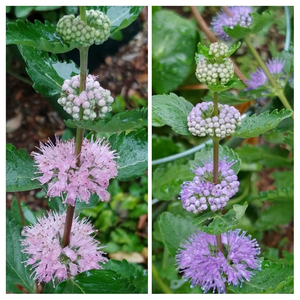 今日の花