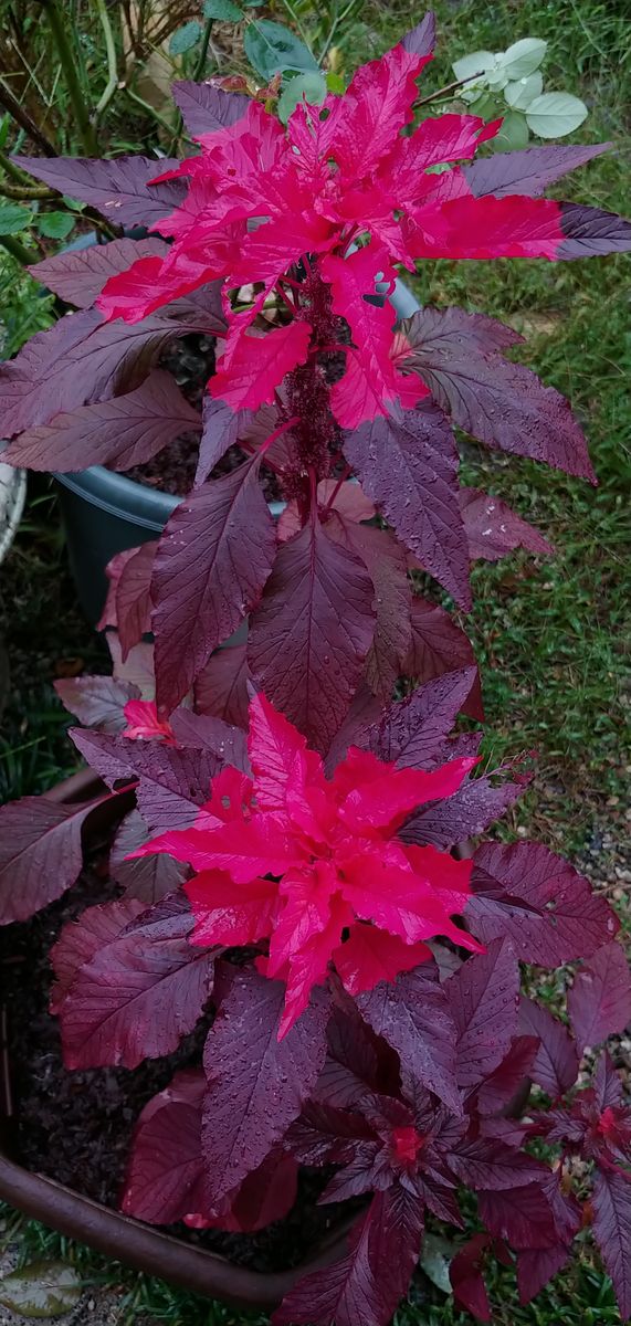 今日の花