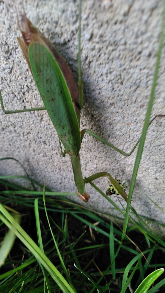 アリウム（丹頂）とカマキリ