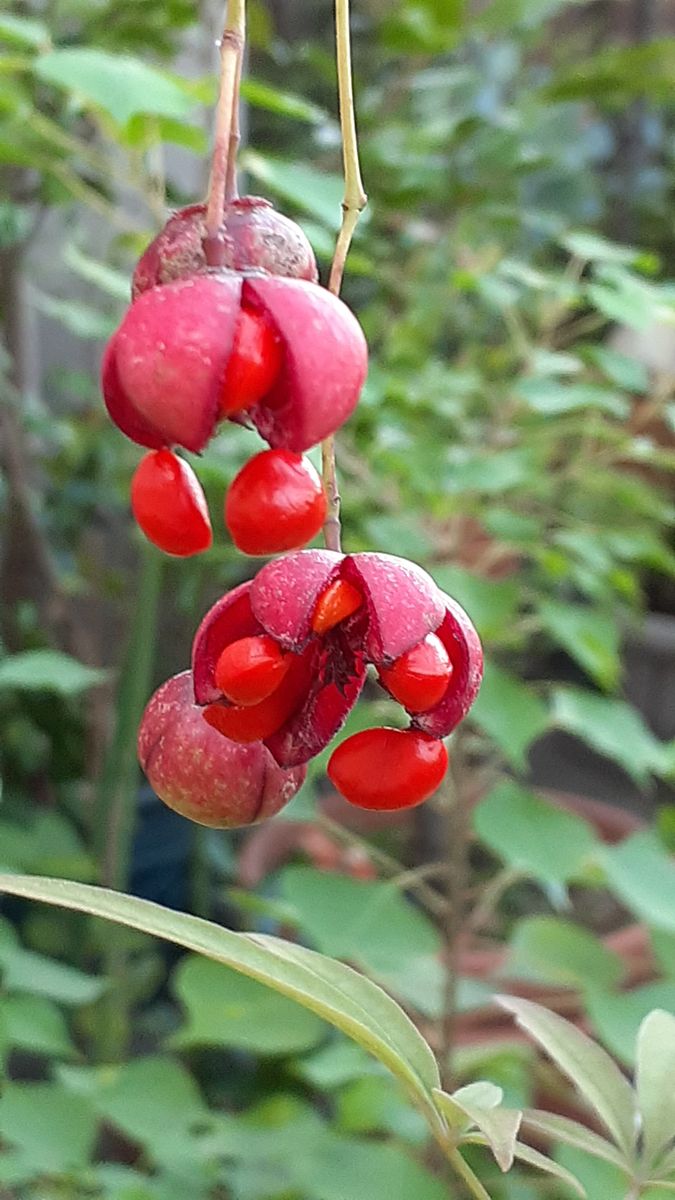 ふくおかルーバルガーデン3～秋🌾🌰の***  庭便り～３種類の花木の実～赤、青、黄色❗