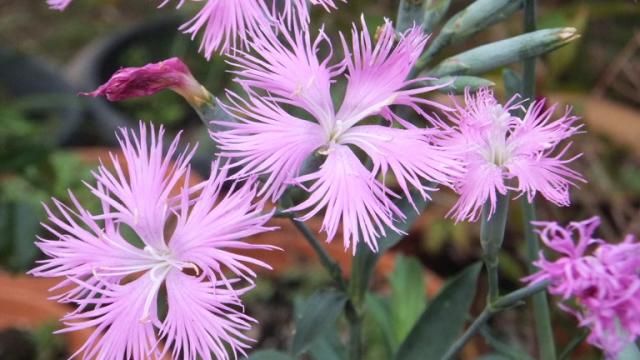 今日の花