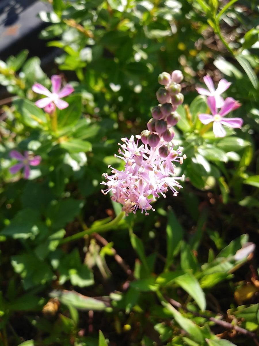 秋の光に、照らされて✨花壇の可愛い花①