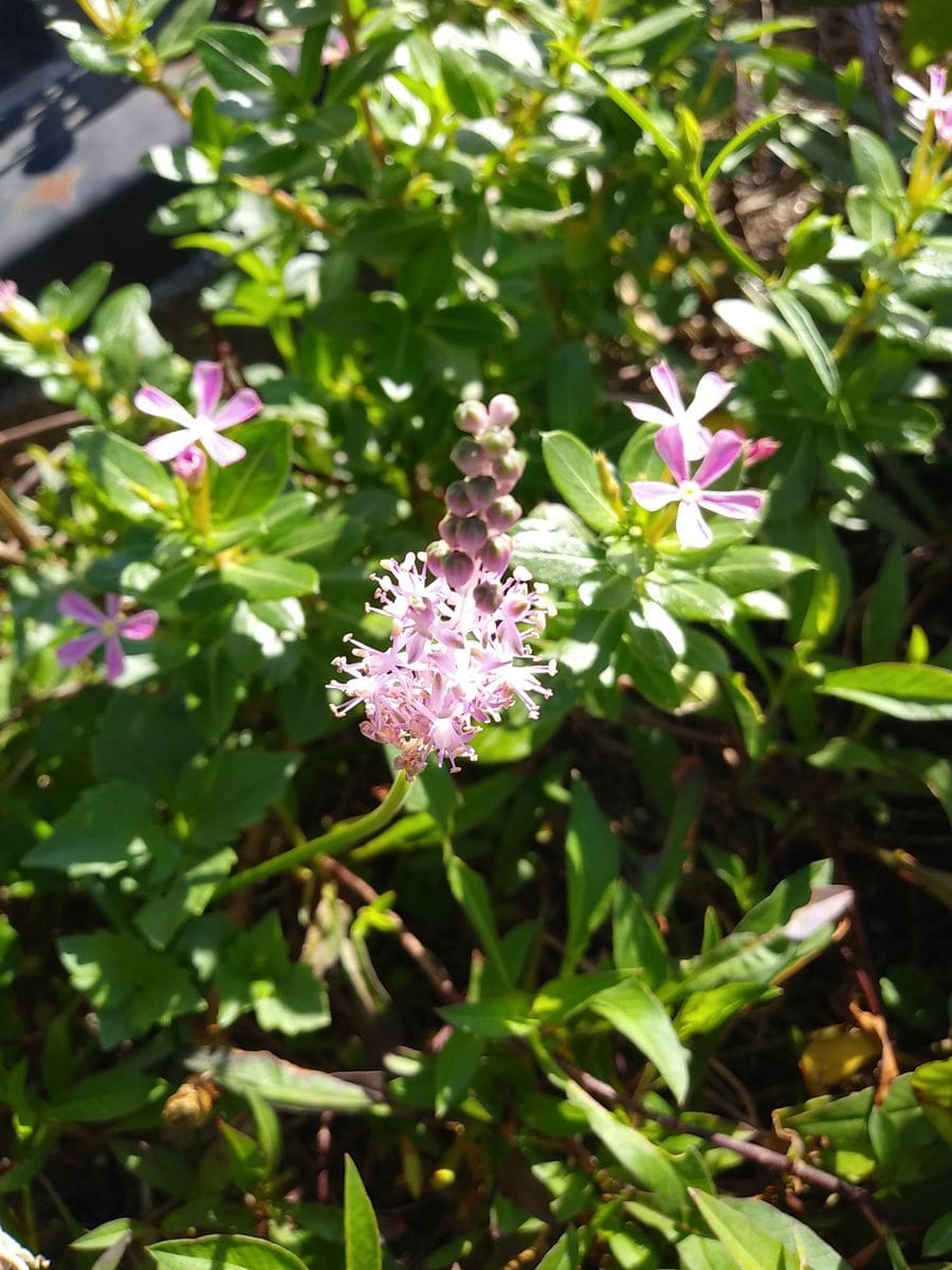 秋の光に、照らされて✨花壇の可愛い花①