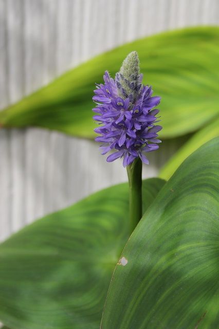 庭に咲いている花たち③