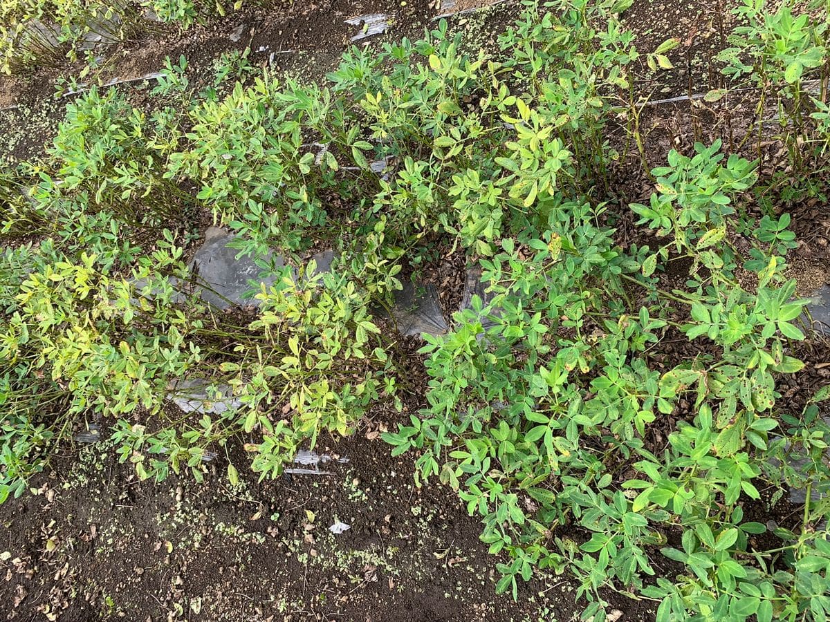 落花生の収穫時に畑で見たものは