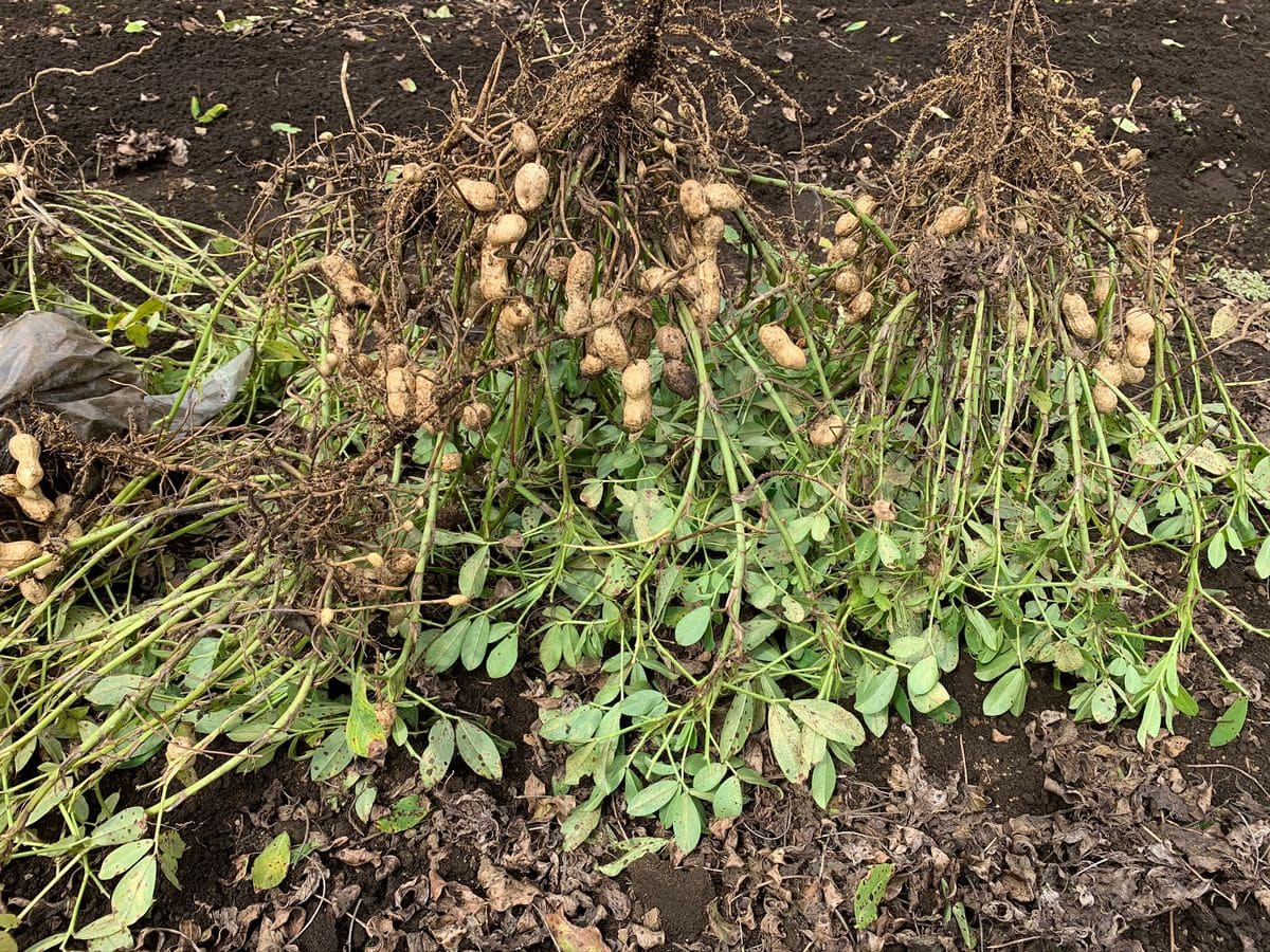 落花生の収穫時に畑で見たものは