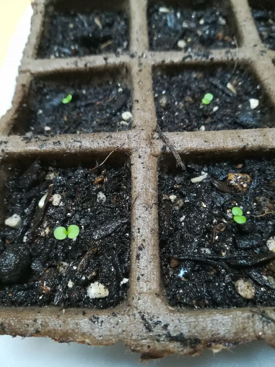 息子のカイワレダイコン🌱と発芽続々