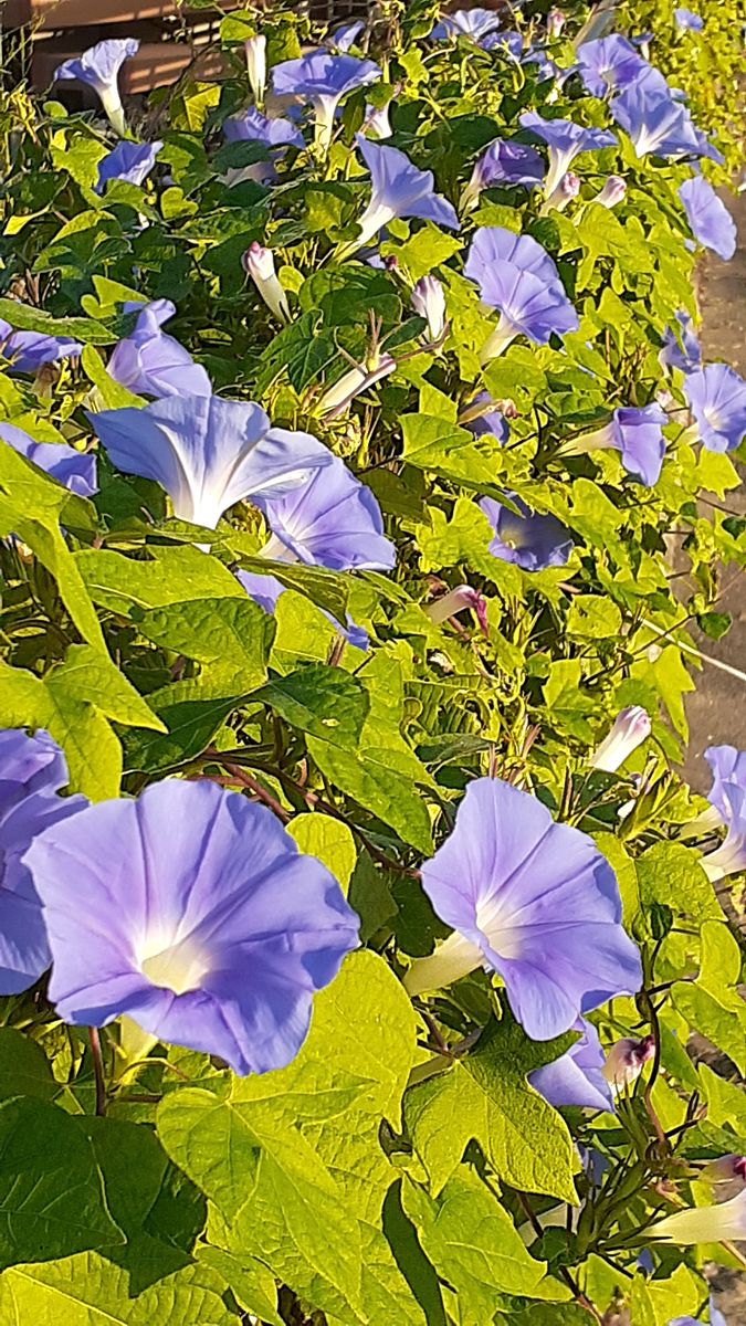 ふくおかルーバルガーデン3～秋🌾🌰の***  庭便り～今頃になって、夏色の朝顔💙❗