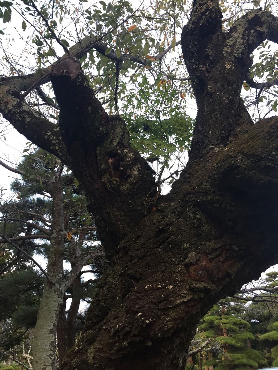 照明付き鉄塔？と室外→室内管理に変更