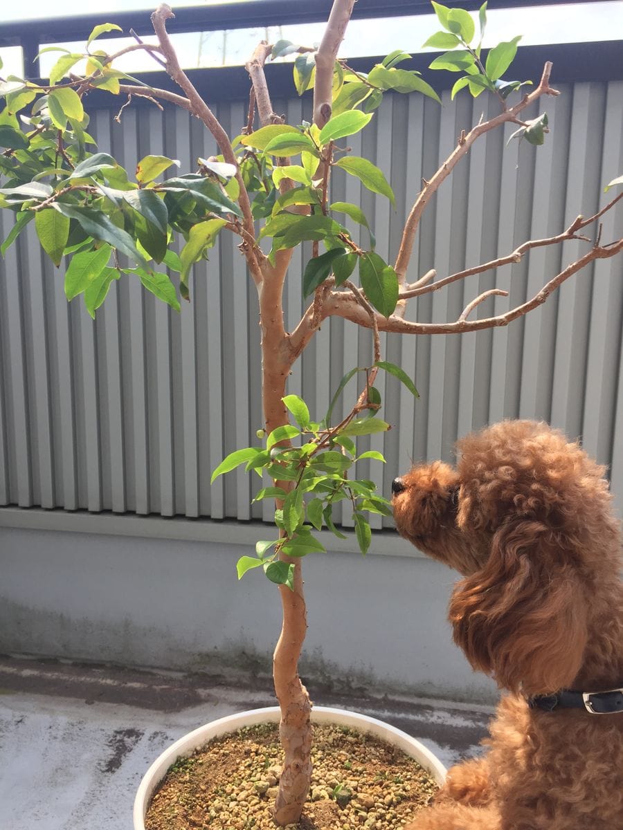 照明付き鉄塔？と室外→室内管理に変更