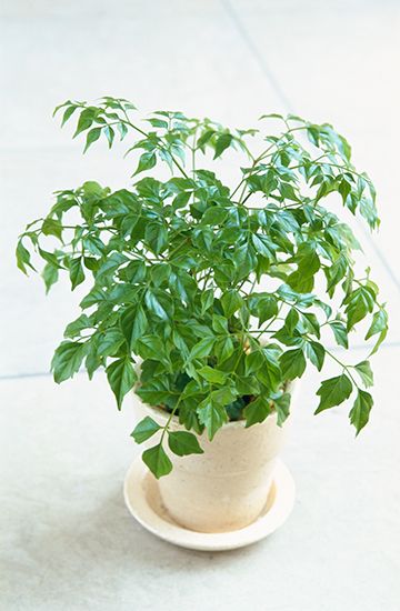 植物図鑑に新しく植物名を追加しました