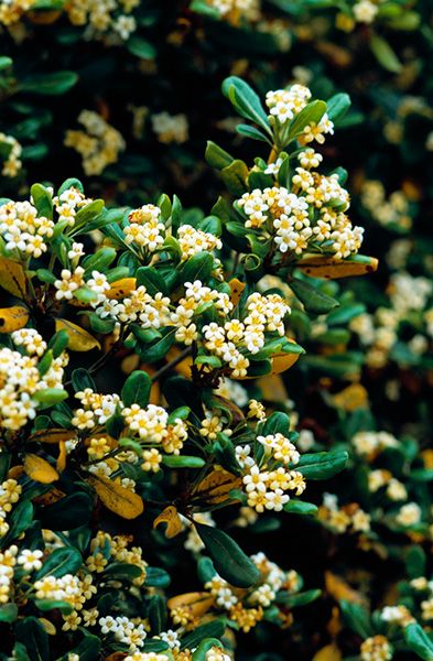 植物図鑑に新しく植物名を追加しました