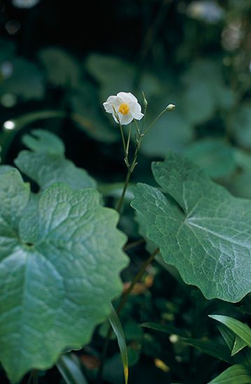 植物図鑑に新しく植物名を追加しました