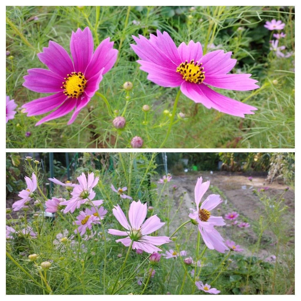 散歩道で見かけた花と実！