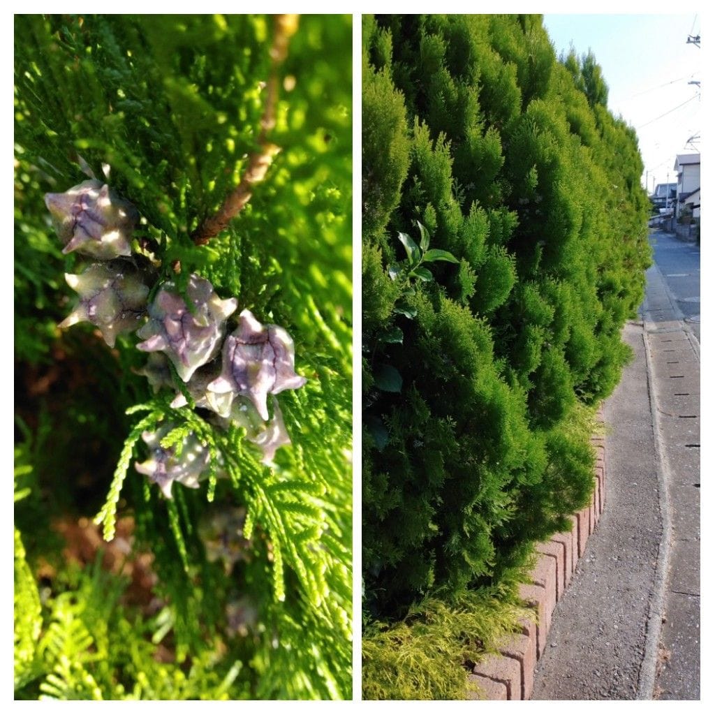 散歩道で見かけた花と実！