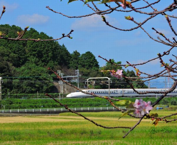 季節外れの河津桜