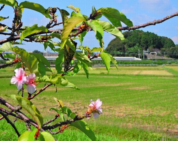 季節外れの河津桜