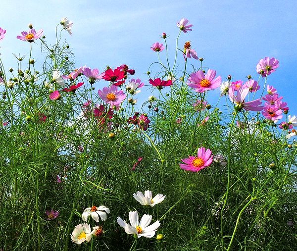 秋空と秋桜