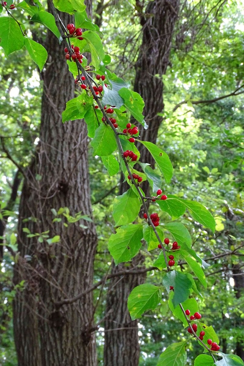 鎮守の森の植物たち