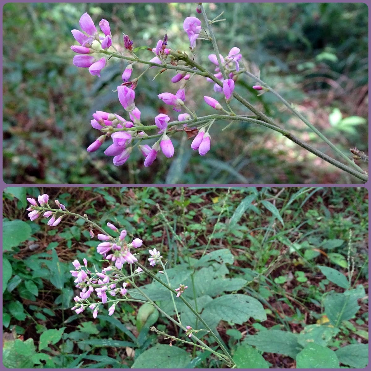 鎮守の森の植物たち