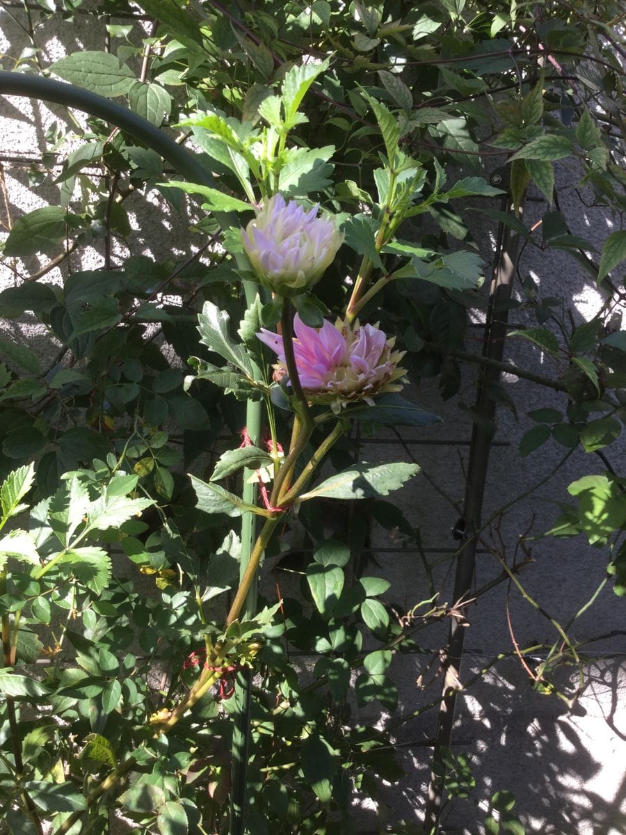 今日の花