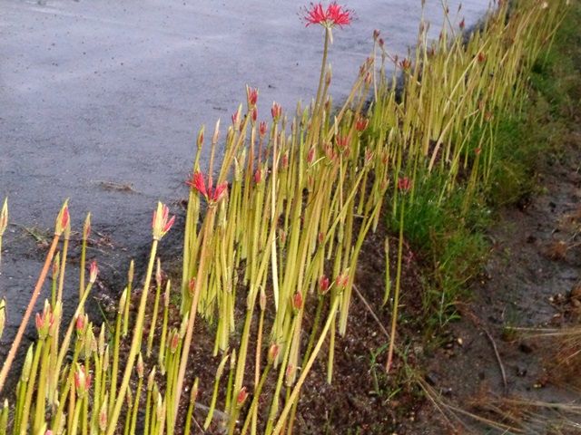 雨の庭より②