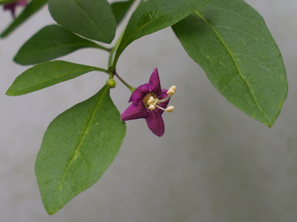 クコの花とお月見