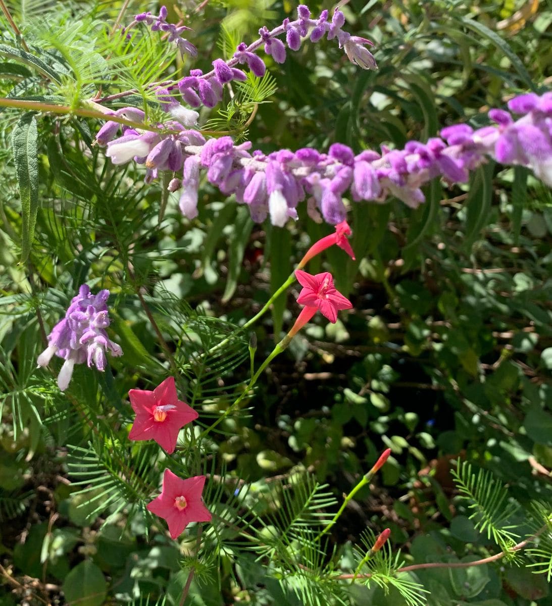 今日の花