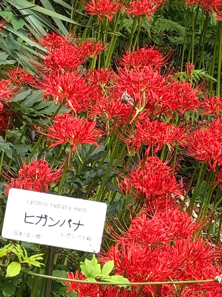 小石川植物園