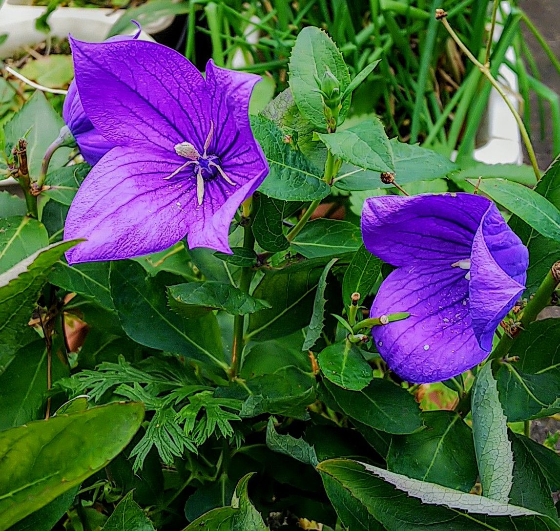 咲き続ける花💠