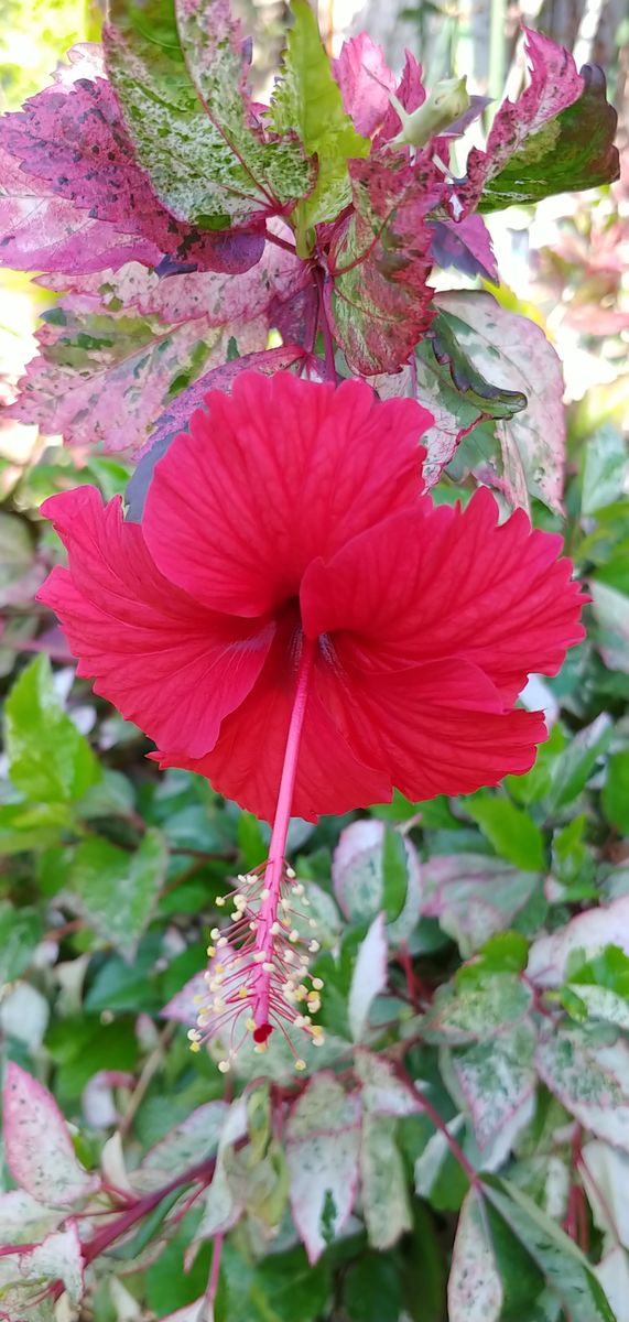 ハイビスカスが咲きました🌺