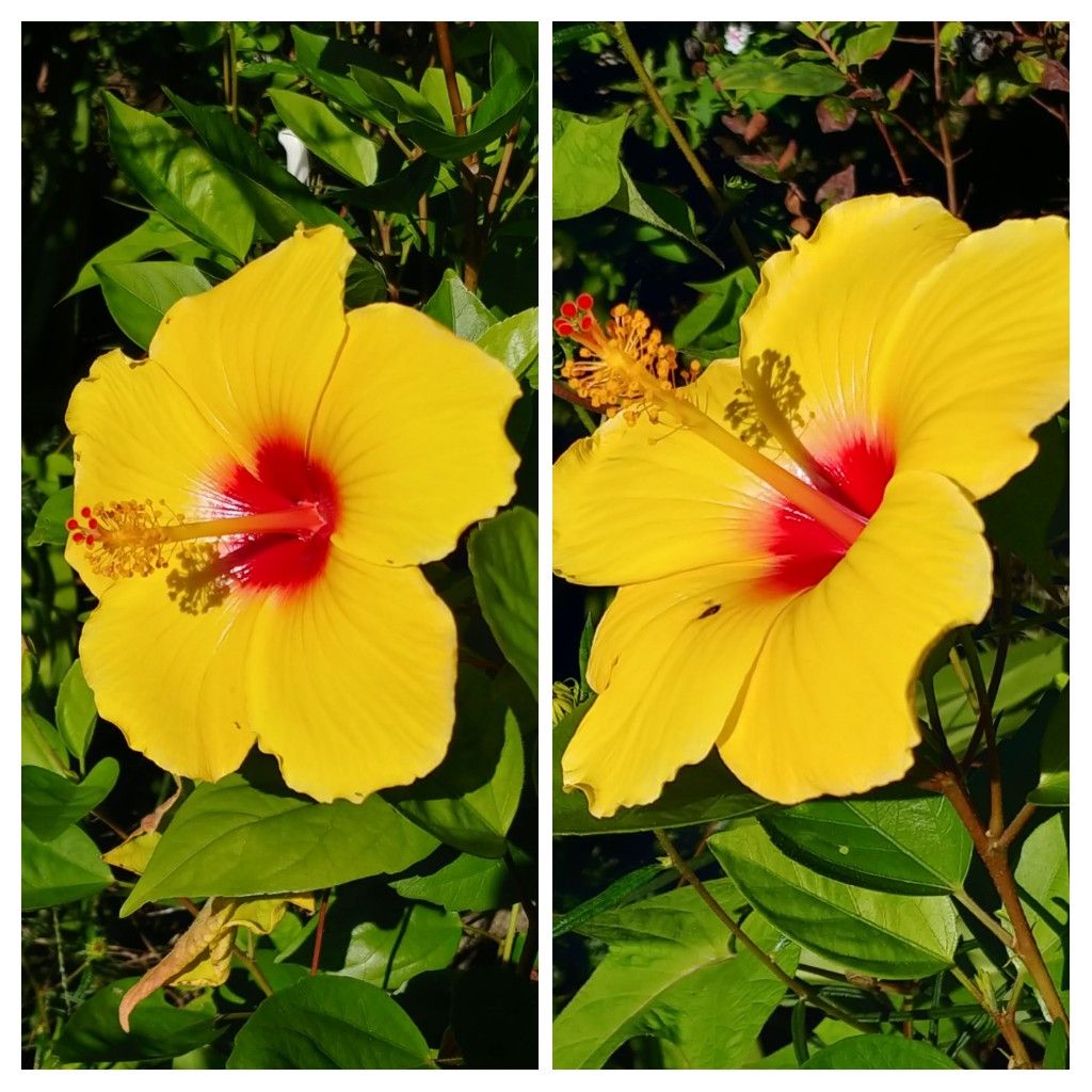 ハイビスカスが咲きました🌺