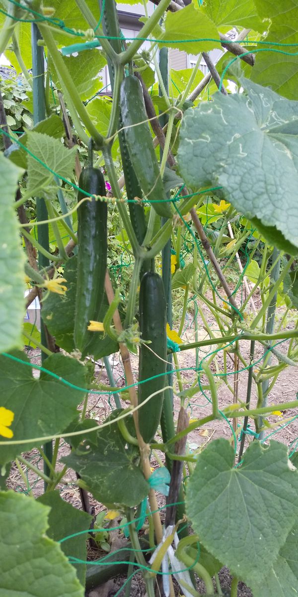 我が家にも「秋の味覚」が💕🌾