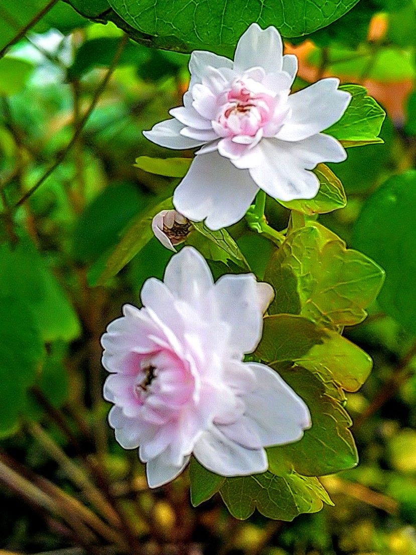 バイカカラマツの花
