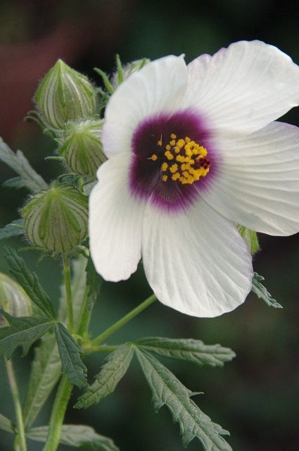 桃色タンポポの白花