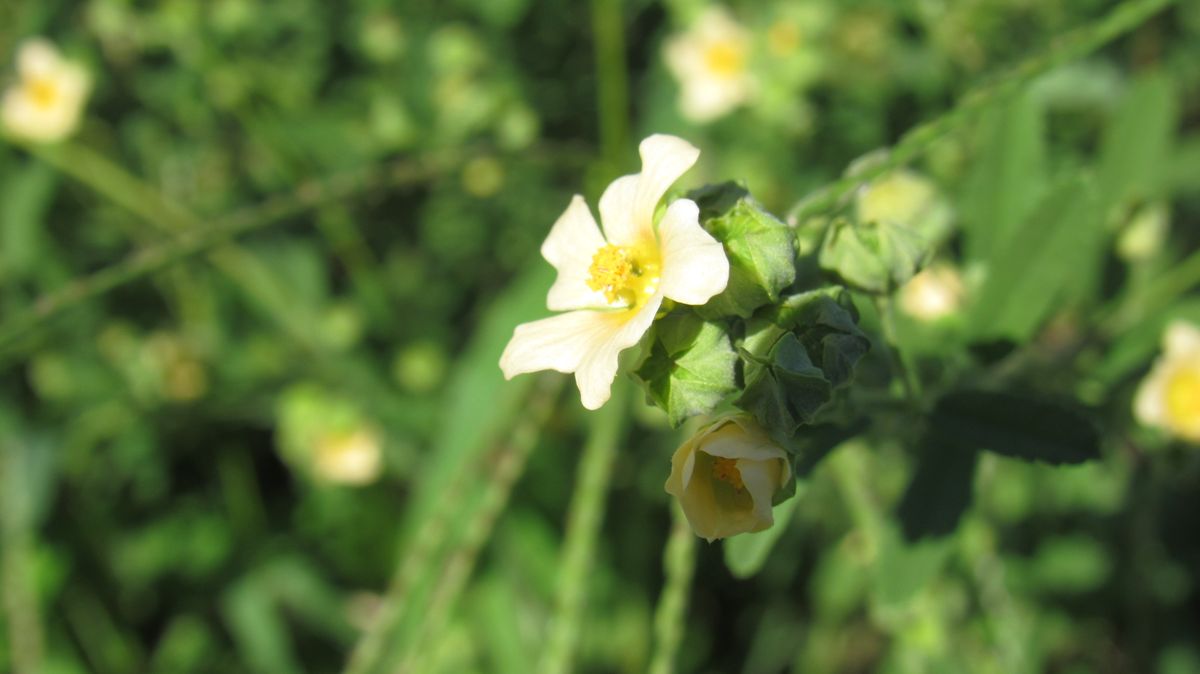 雑草の花-アメリカキンゴジカ