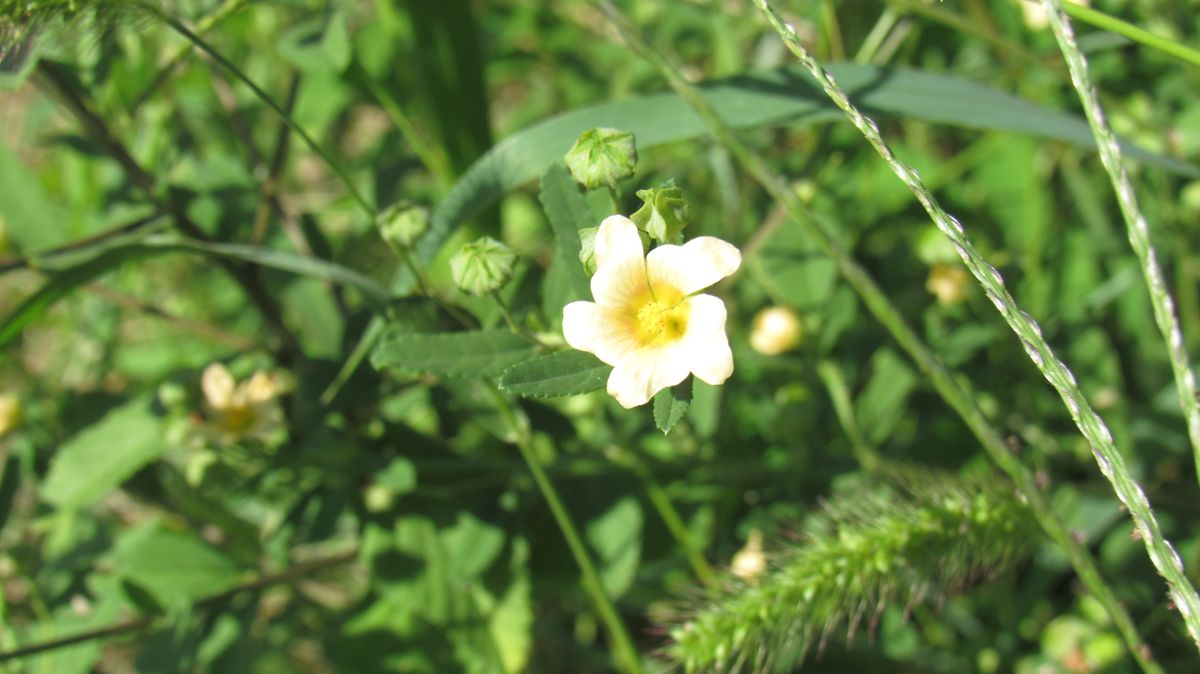 雑草の花-アメリカキンゴジカ