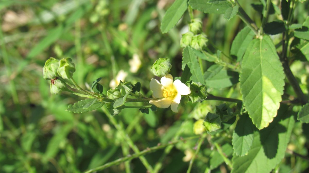 雑草の花-アメリカキンゴジカ