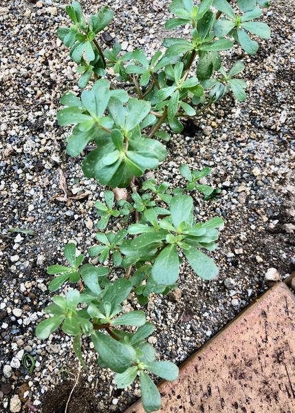 手料理 兼 お花見 兼 お月見