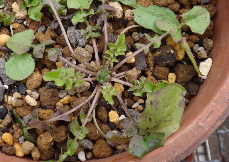 手料理 兼 お花見 兼 お月見