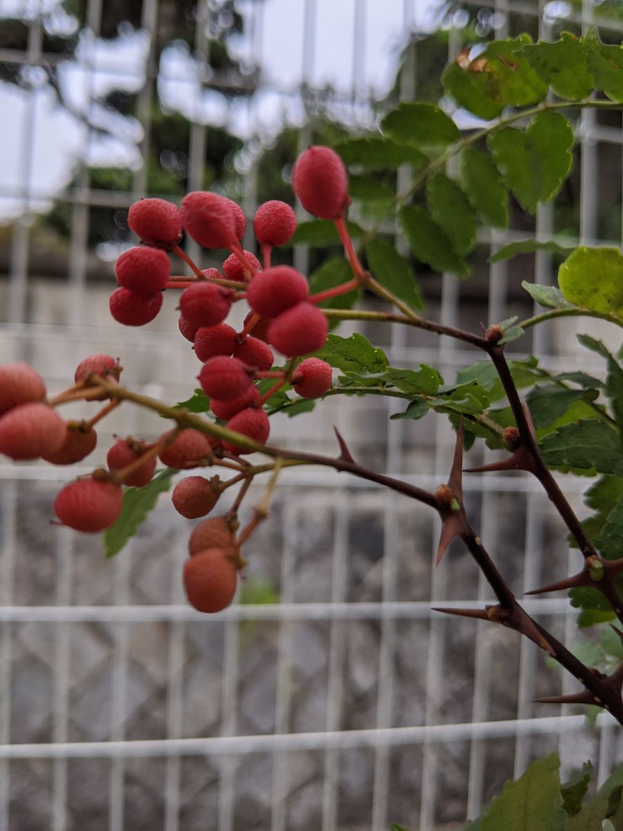 気づかなかったこと 山椒の実が赤に 園芸日記bymiki みんなの趣味の園芸